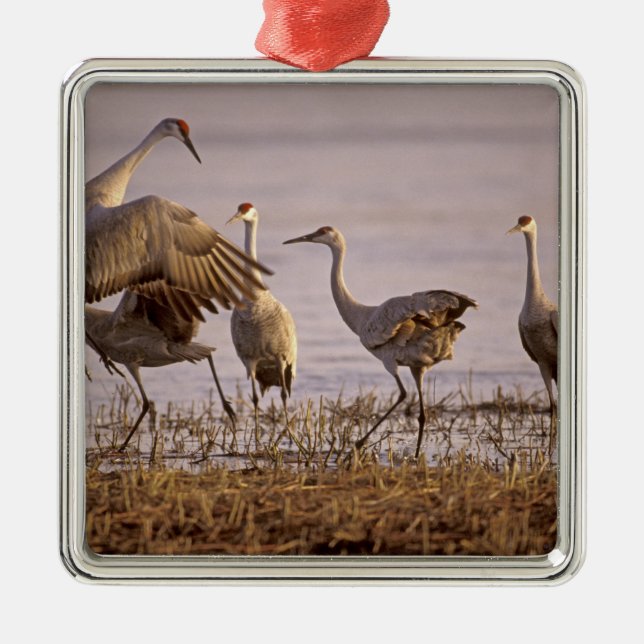 Sandhill Cranes Grus canadensis) Platte Silbernes Ornament (Vorne)