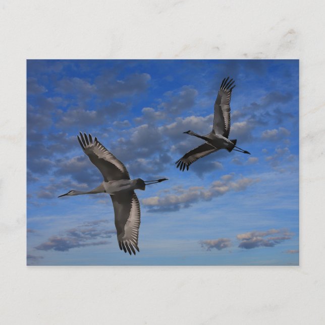 SANDHILL CRANES IN FLIGHT POSTKARTE (Vorderseite)