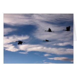 Sandhill Cranes in New Mexico