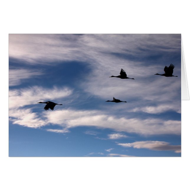 Sandhill Cranes in New Mexico (Vorderseite (Horizontal))