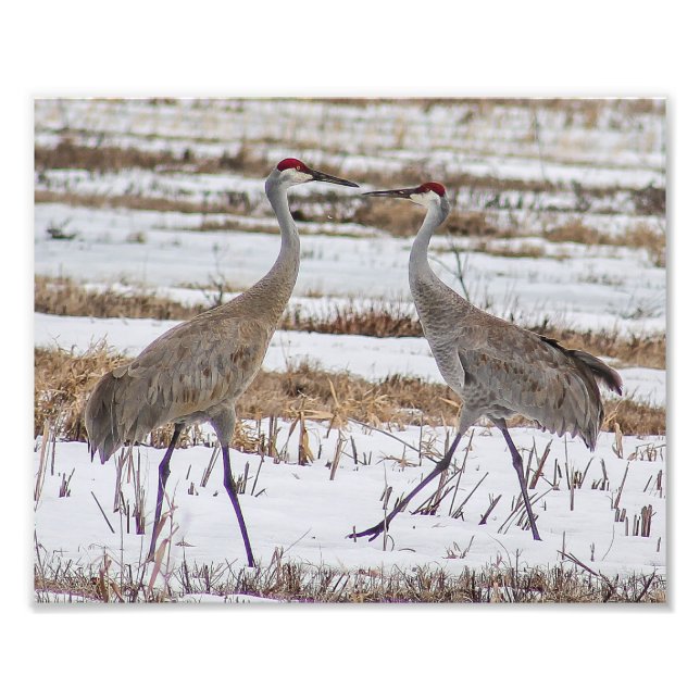 Sandhill Cranes in Snow Fotografy Print Fotodruck (Vorne)