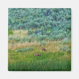 Sandhill Cranes Magnet