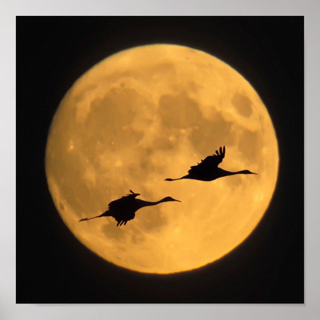 Sandhill Cranes | National Wildlife Reserve Poster (Vorne)