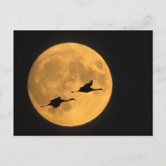 Sandhill Cranes | National Wildlife Reserve Postkarte