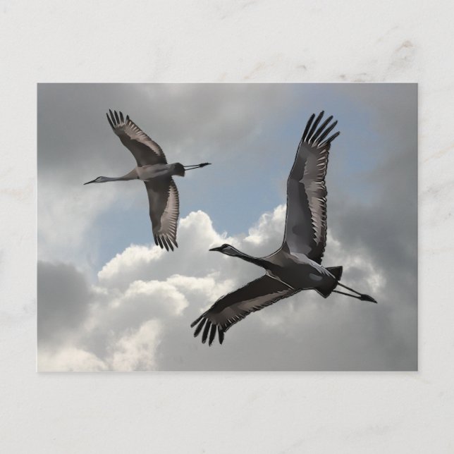 SANDHILL CRANES POSTKARTE (Vorderseite)