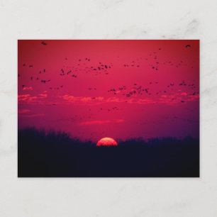 Sandhill Cranes Spring Migration Postcard #3 2018 Postkarte