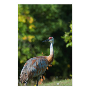 SandHill Kran Fotodruck