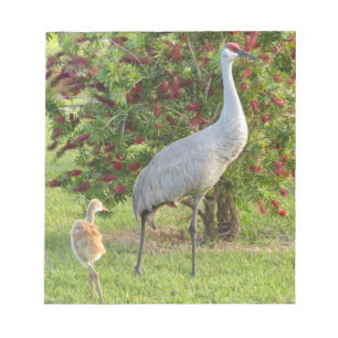 Sandhill Kran mit Küken am Bottlebrush-Notizblock Notizblock