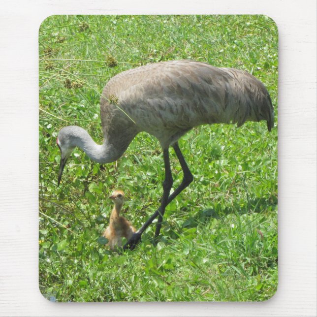 Sandhill Kran und Küken Mousepad (Vorne)