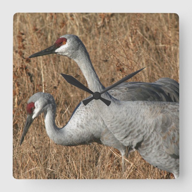 Sandhill Kran-Vogel-Uhr Quadratische Wanduhr (Vorderseite)