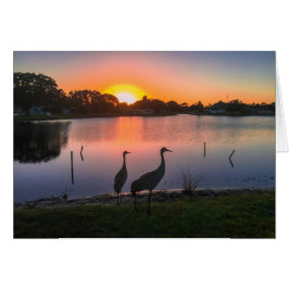 Sandhill Kräne am Sonnenuntergang