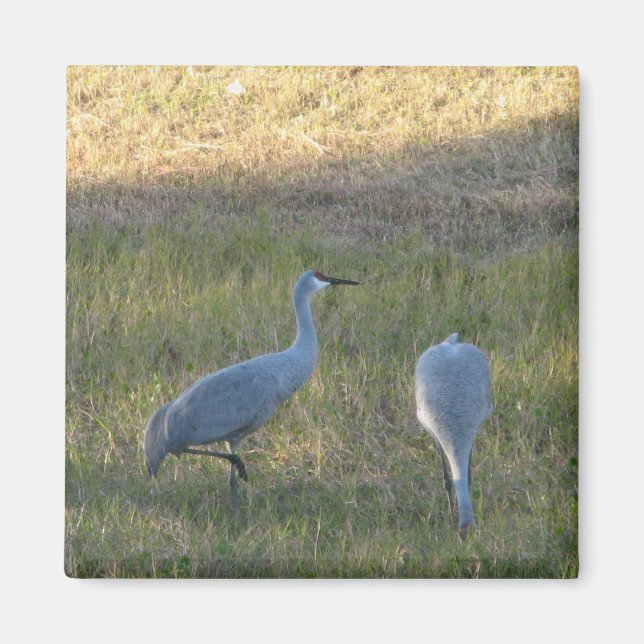 Sandhill-Krane im Gras-Foto-Magnet Magnet (Vorne)