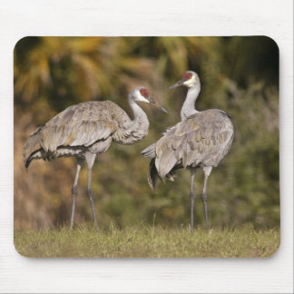 Sandhill Kräne Mousepad
