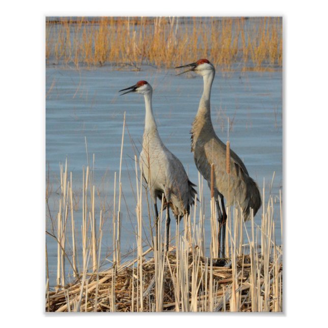Sandhill-Krane zum Schutz eines Eiernests Fotodruck (Vorne)