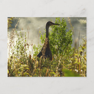 Sandhill-Kranich an den Moose Ponds im Grand Teton Postkarte