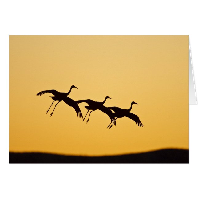 Sandhill Kranlandung am Sonnenuntergang (Vorderseite (Horizontal))