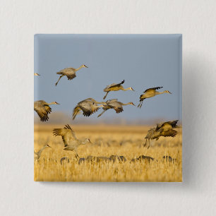 Sandhügelkrane landen auf Maisfeldern Button