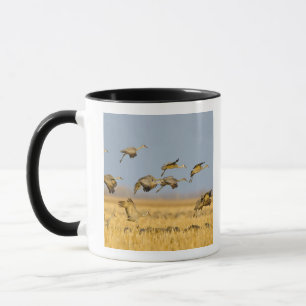 Sandhügelkrane landen auf Maisfeldern Tasse