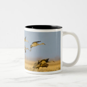 Sandhügelkrane landen auf Maisfeldern Zweifarbige Tasse