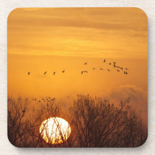 Sandhügelkrane, silhouettiert gegen aufgehende So Untersetzer