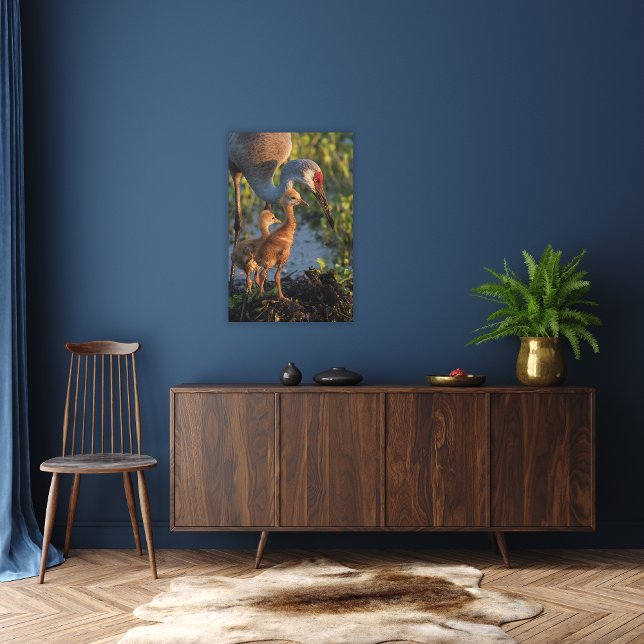 Sandkranich mit Küken, Florida Leinwanddruck (Von Creator hochgeladen)