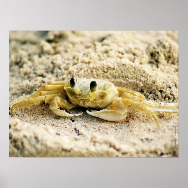 Sandkrebs, Curacao, Karibikinseln, 24x18 Foto Poster (Vorne)