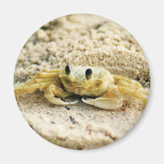Sandkrebs, Curacao, Karibikinseln, Foto Magnet