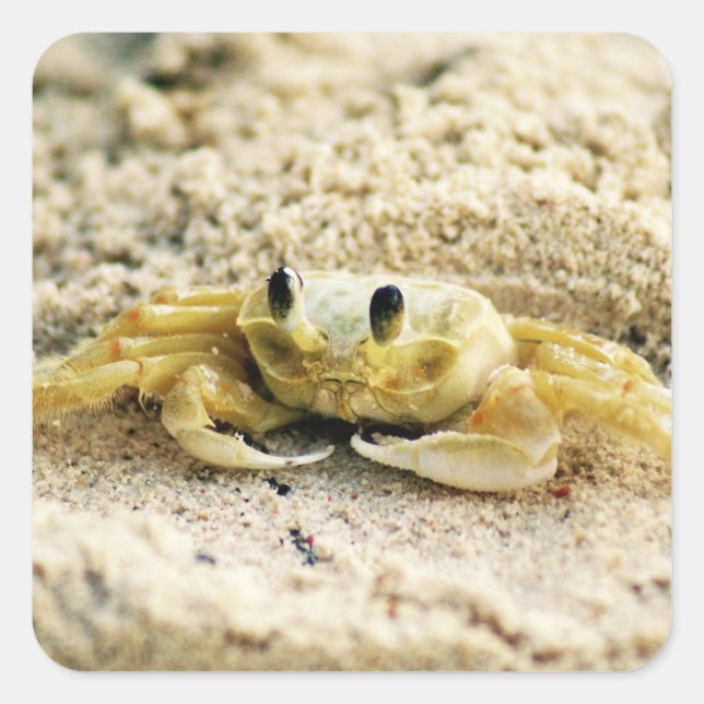 Sandkrebs, Curacao, Karibikinseln, Foto Quadratischer Aufkleber (Vorderseite)