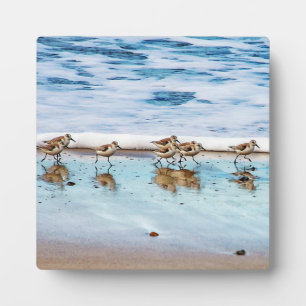 Sandpferde entlang des Strandes Fotoplatte