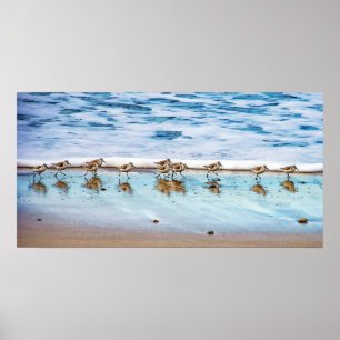 Sandpferde entlang des Strandes Poster