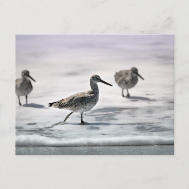 Sandpferde Postkarte (Vorderseite)
