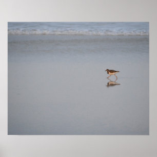 Sandpiper am Strand Poster
