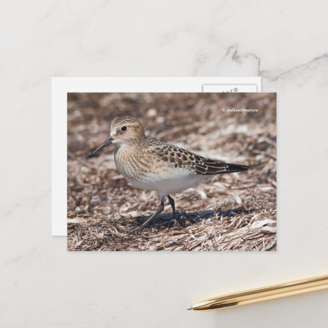 Sandpiper am Strand Postkarte (Vorderseite/Rückseite Beispiel)