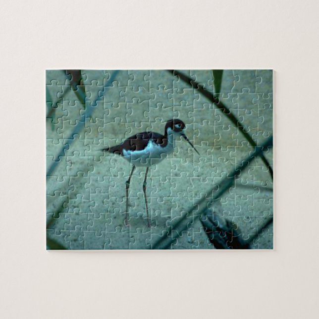 Sandpiper Bird (Horizontal)