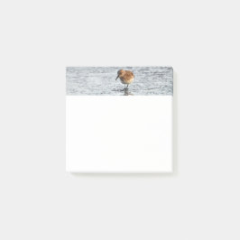 Sandpiper Bird Foto Stationery 3x3 - Anmerkungen Post-it Klebezettel