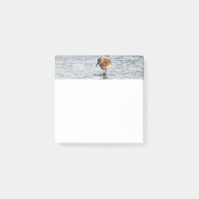 Sandpiper Bird Foto Stationery 3x3 - Anmerkungen Post-it Klebezettel (Vorderseite)