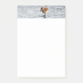 Sandpiper Bird Foto Stationery 4x6 Hinweise Post-it Klebezettel