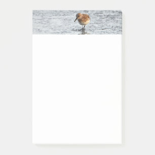 Sandpiper Bird Foto Stationery 4x6 Hinweise Post-it Klebezettel