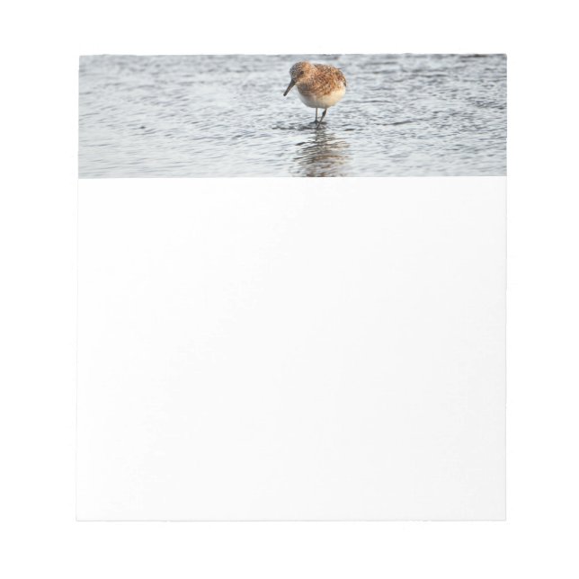 Sandpiper Bird Foto Stationpapier Notizblock (Vorderseite)