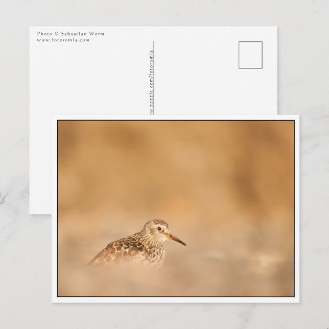 Sandpiper Bird Nature Foto Postkarte (Vorne/Hinten)
