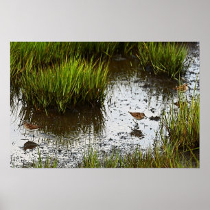 Sandpiper Birds in Marsh Poster