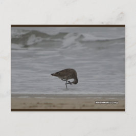 Sandpiper Bows | Blue Beach Song™ Postkarte