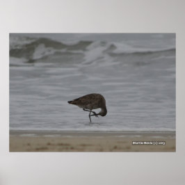 Sandpiper Bows Poster