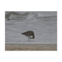 Sandpiper Bows