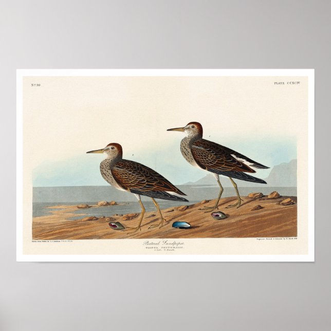 Sandpiper de la Pectorale par Audubon Poster (Devant)