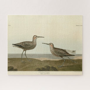 Sandpiper, langbeinig - Audubons Vögel in Amerika