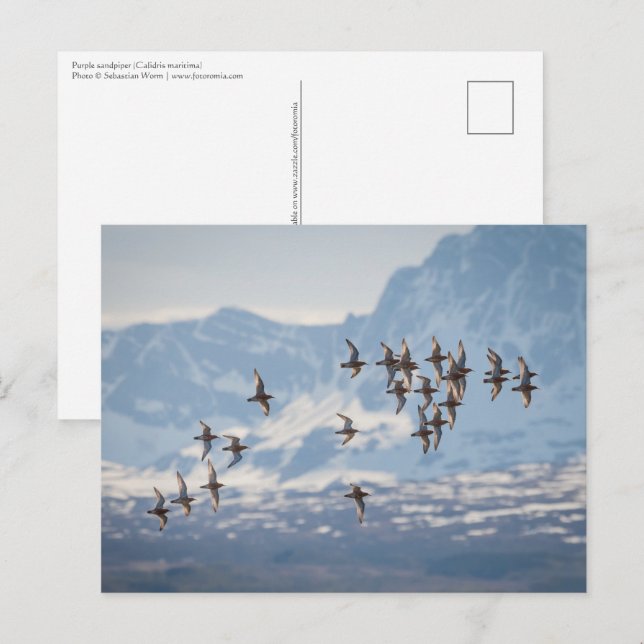 Sandpiper Nature Foto Postkarte (Vorne/Hinten)