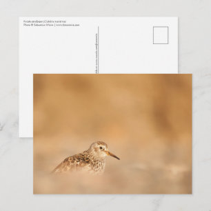 Sandpiper Nature Foto Postkarte