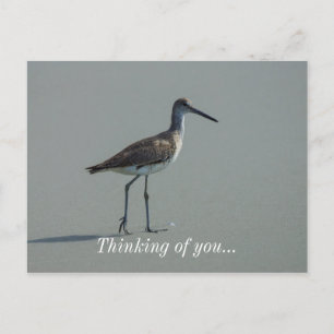 Sandpiper-Pose Postkarte