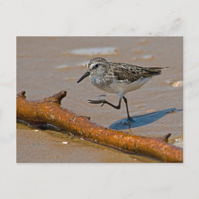 Sandpiper Postcard Postkarte (Vorderseite)